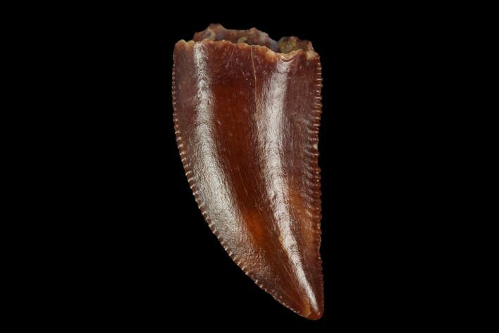 Serrated, Raptor Tooth - Real Dinosaur Tooth #115911